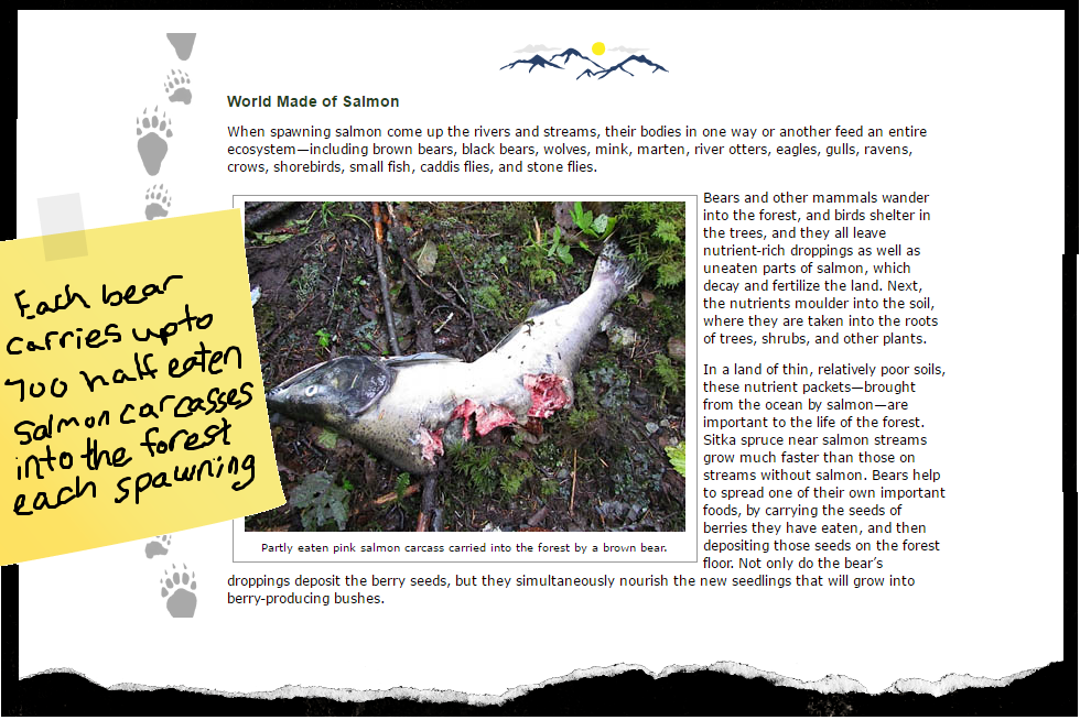 Magazine Article About Salmon, Trees and Bears